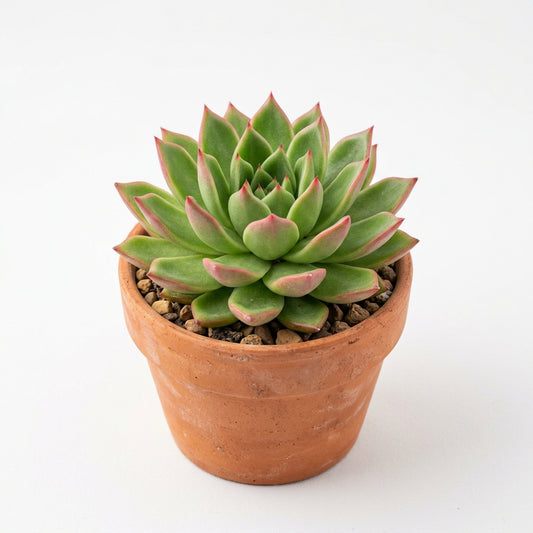 Premium Echeveria Rose Succulent