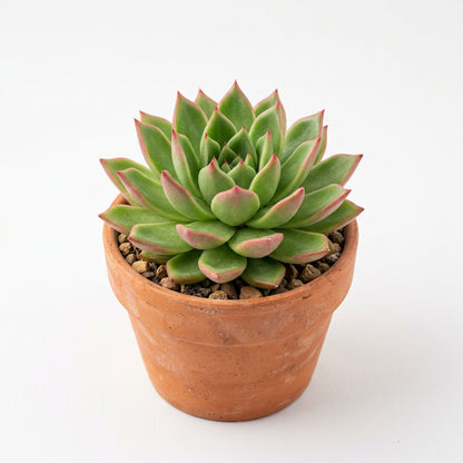 Premium Echeveria Rose Succulent